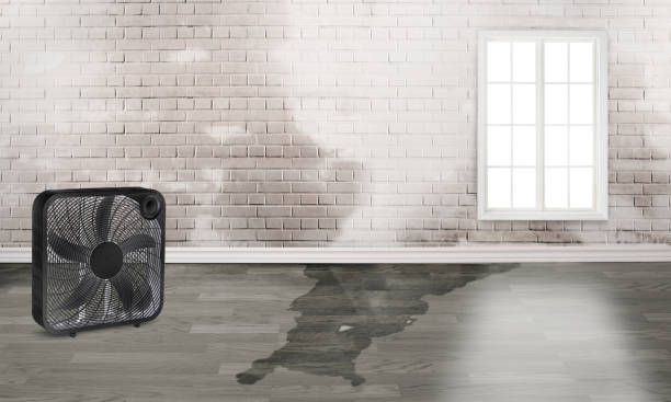 Best Flood restoration services  in Rotonda, FL